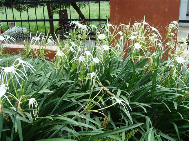 Hymenocallis latifolia